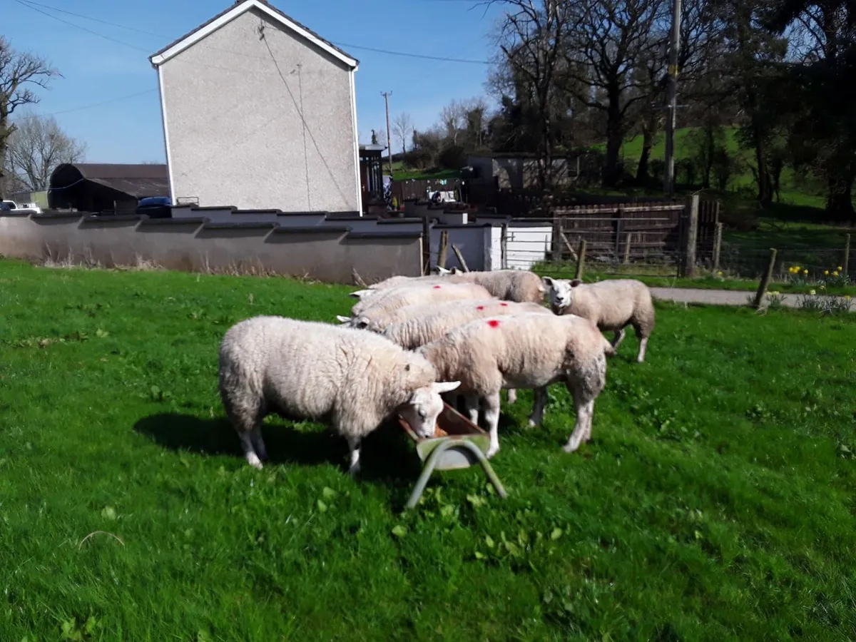 Pedigree Texels - Image 2