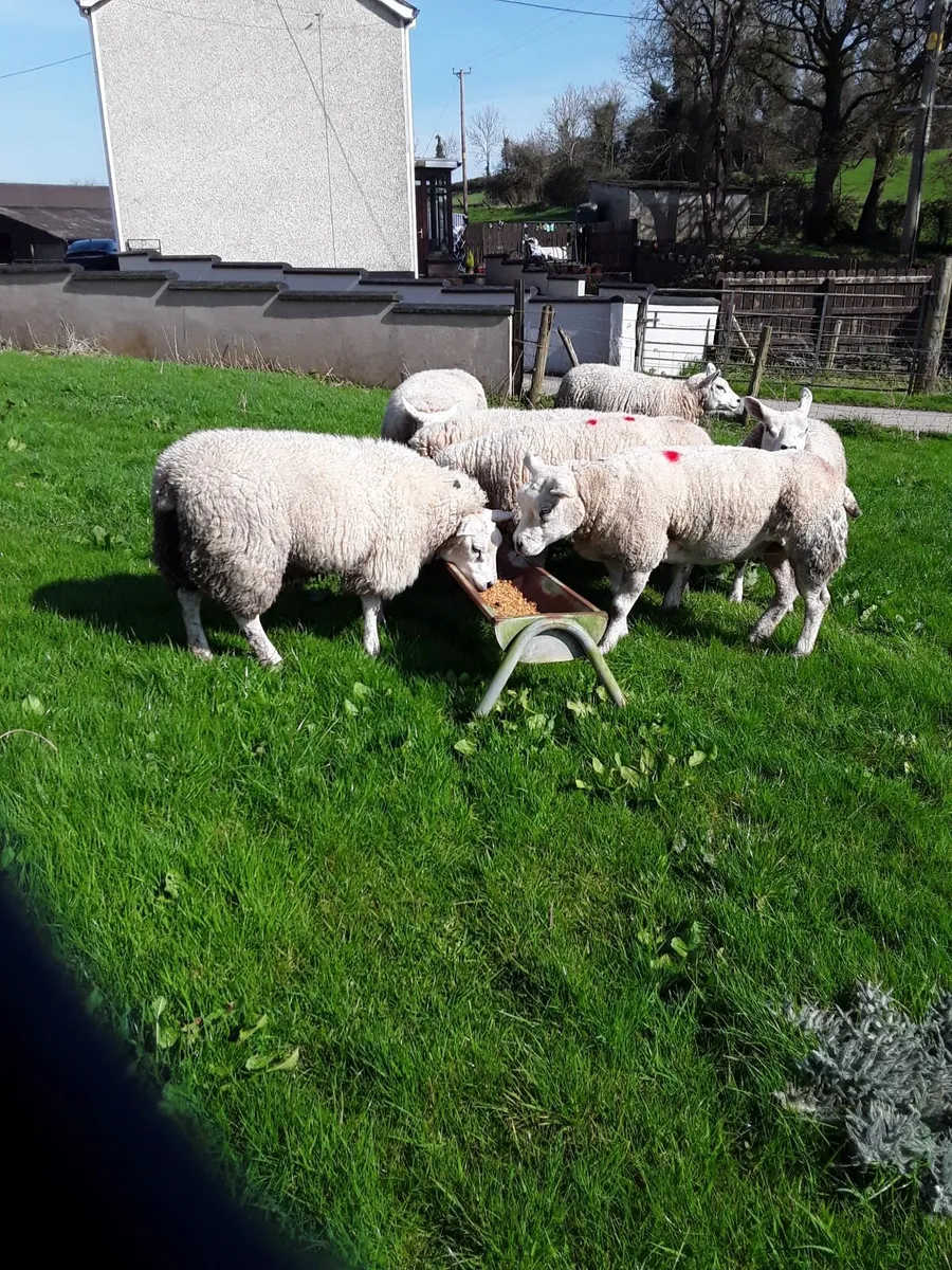 Pedigree Texels - Image 3