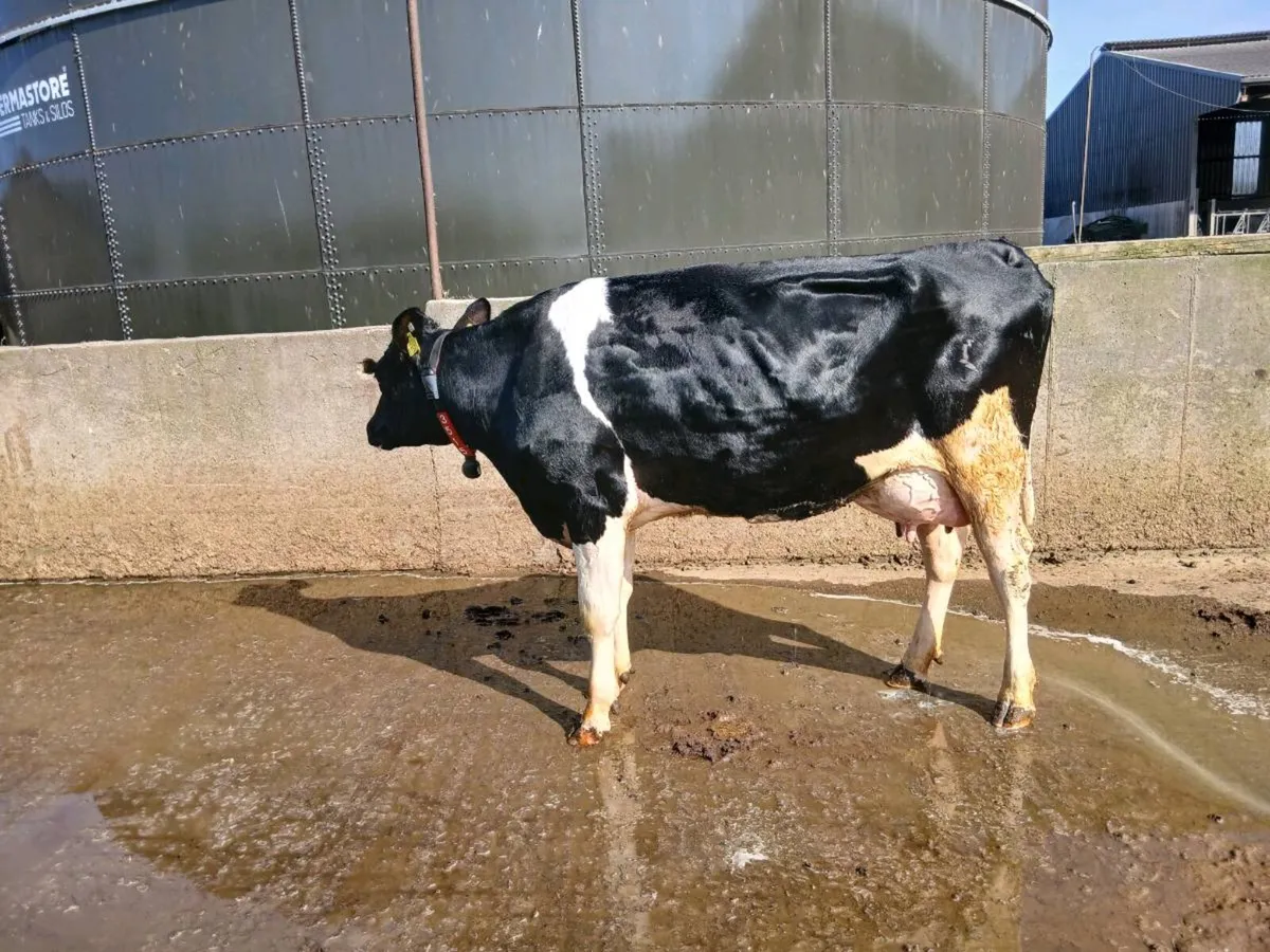 Freshly Calved Milkers**30 day Tested** - Image 2