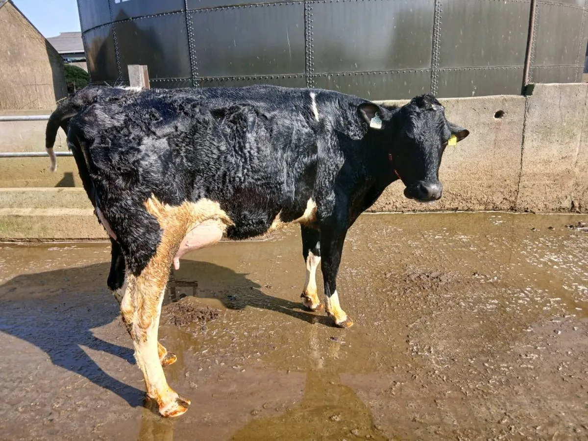 Freshly Calved Milkers**30 day Tested** - Image 3
