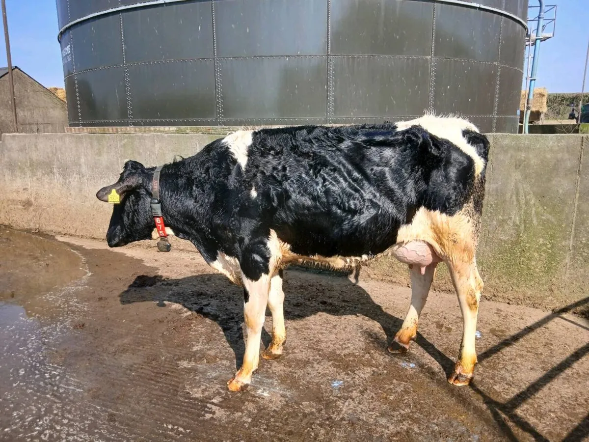 Freshly Calved Milkers**30 day Tested** - Image 4