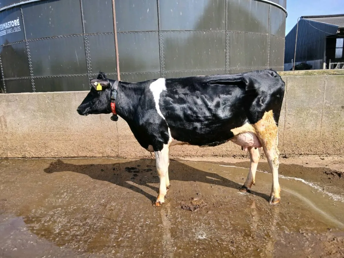 Freshly Calved Milkers**30 day Tested** - Image 1