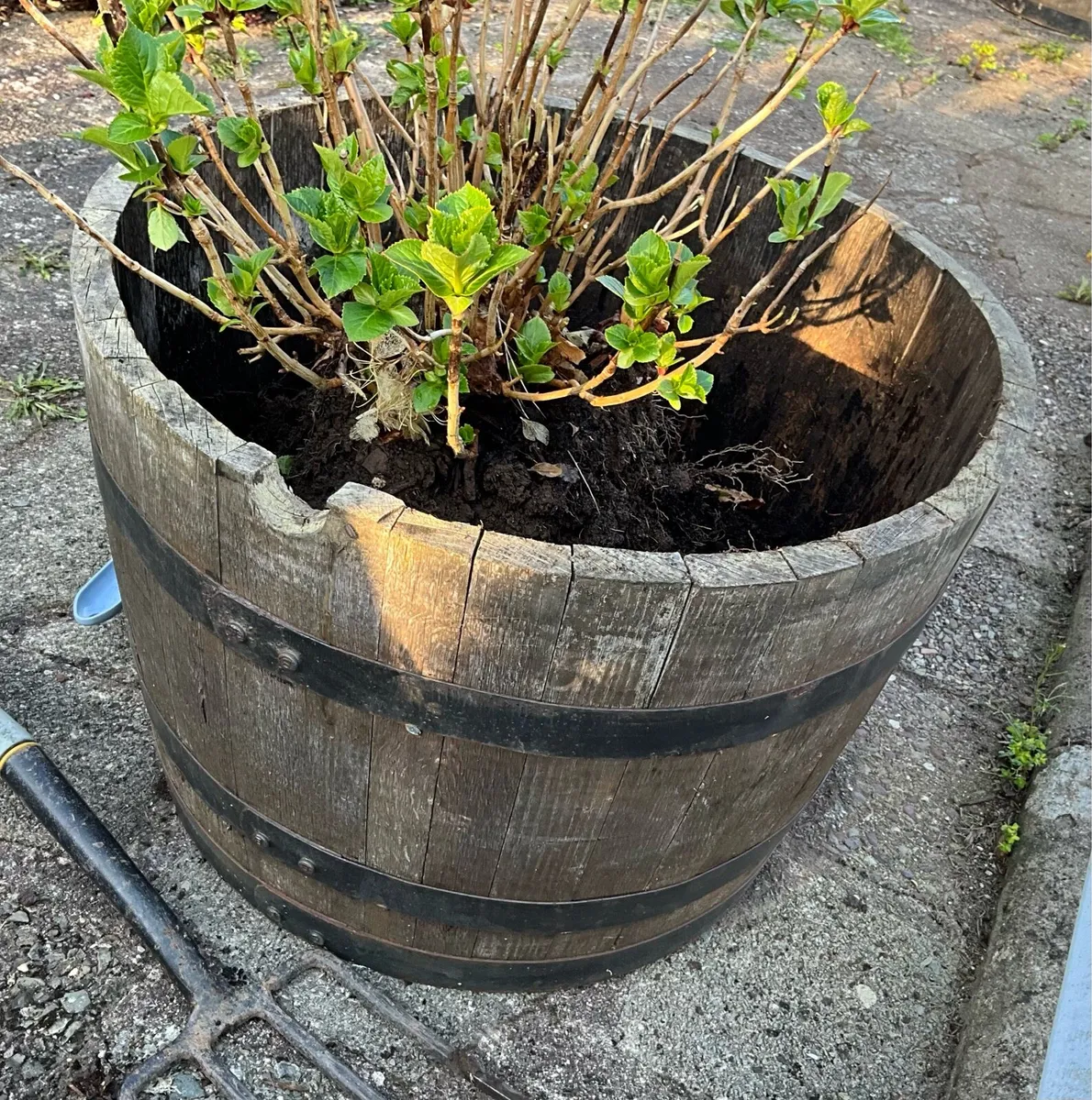 Large Wooden Barrels x 2 - Image 1