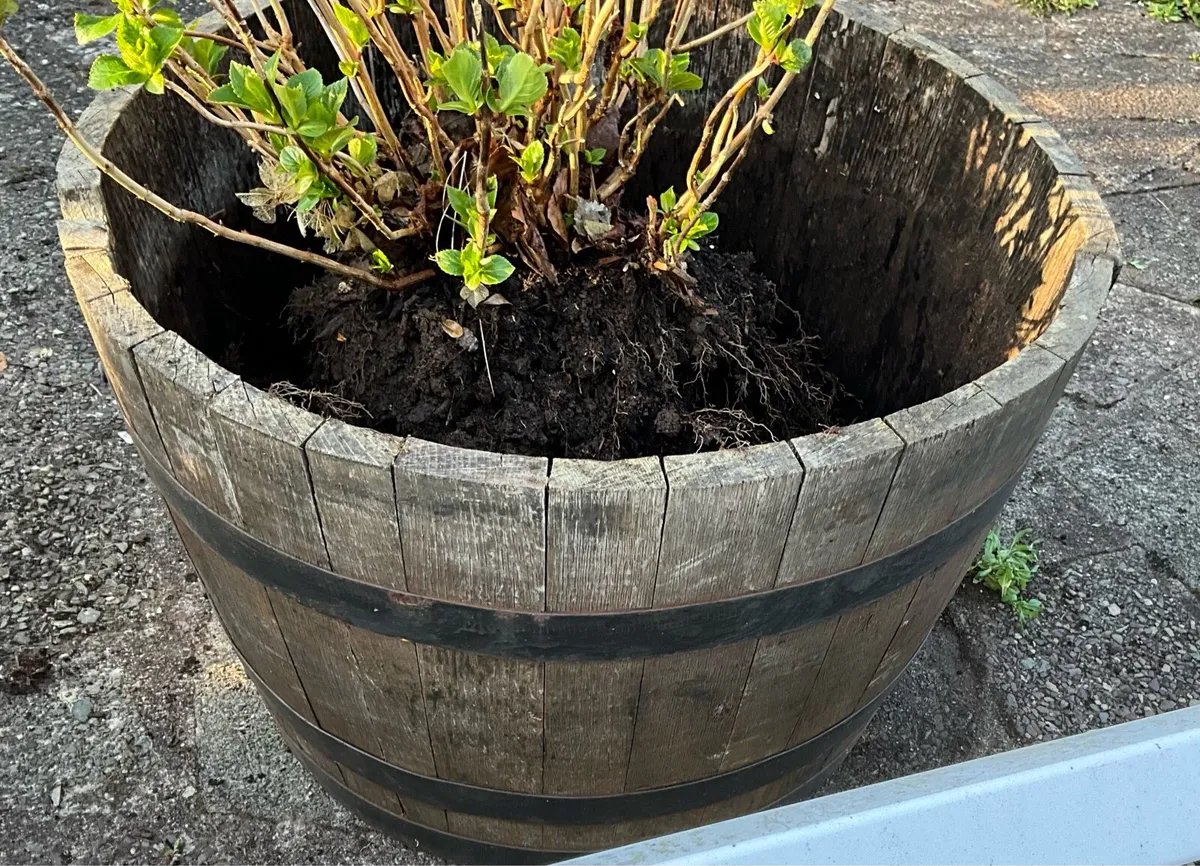 Large Wooden Barrels x 2 - Image 3