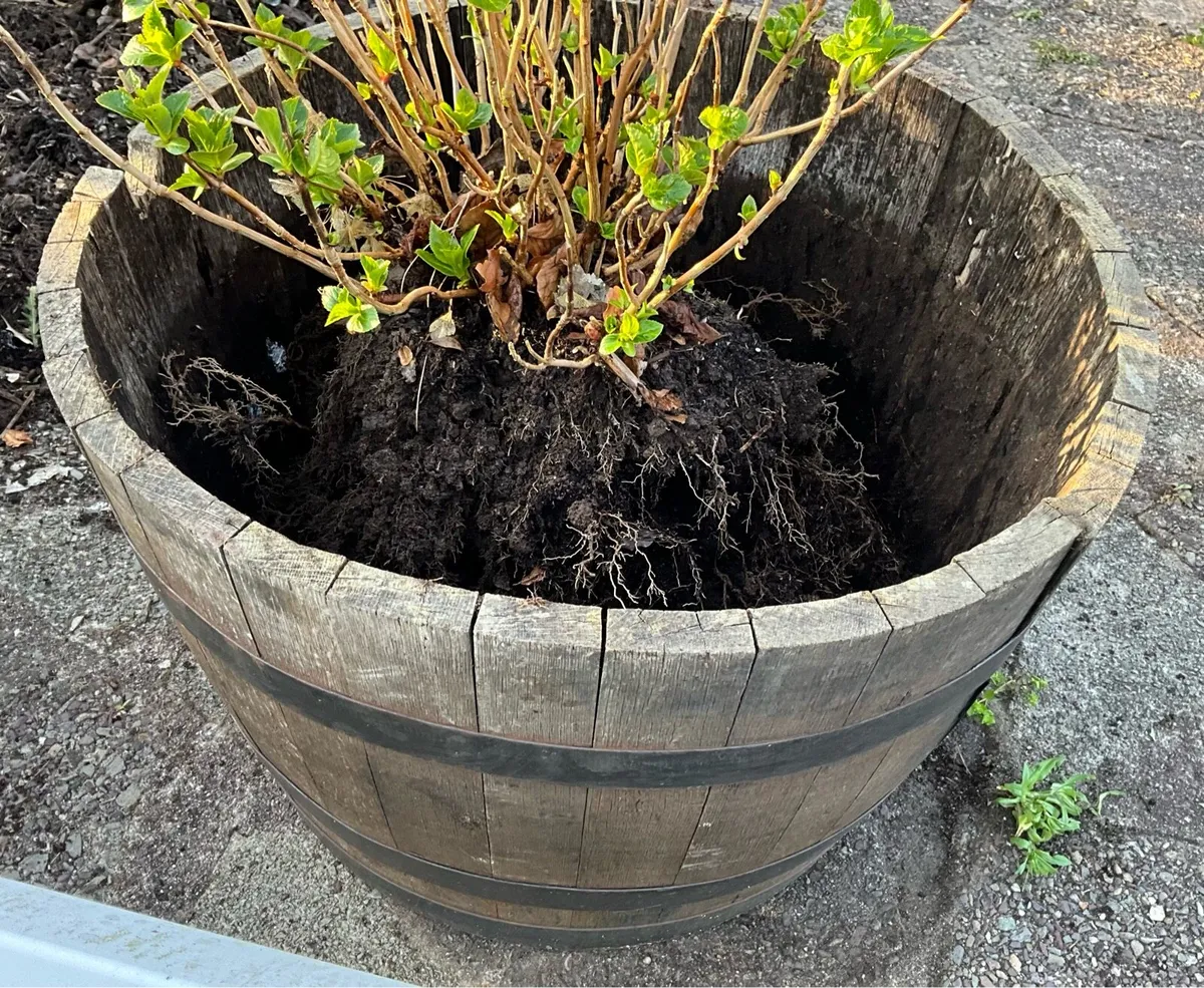 Large Wooden Barrels x 2 - Image 4