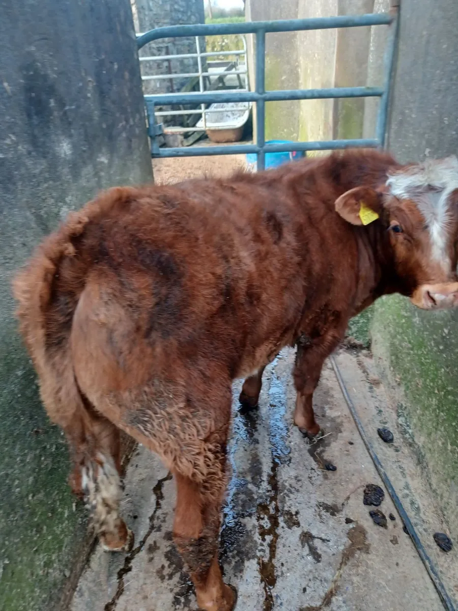 Beef cattle - Image 1