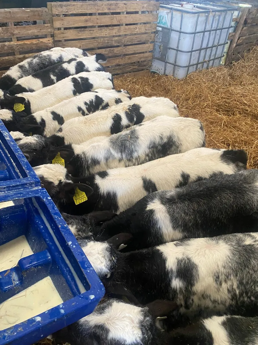 9 Belgian Blue Calves - Image 2
