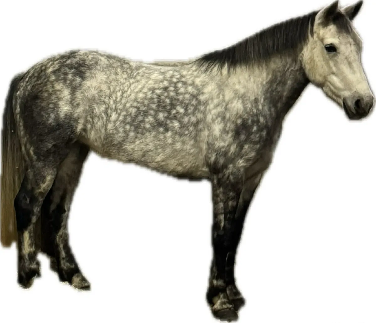 Pony - Image 3