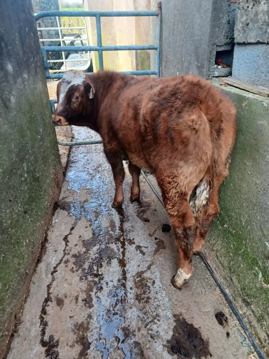 Beef cattle - Image 2