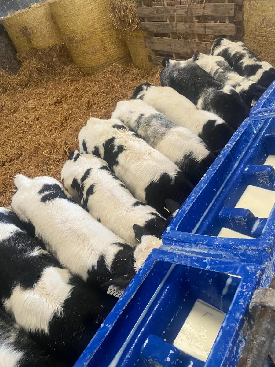 9 Belgian Blue Calves - Image 3