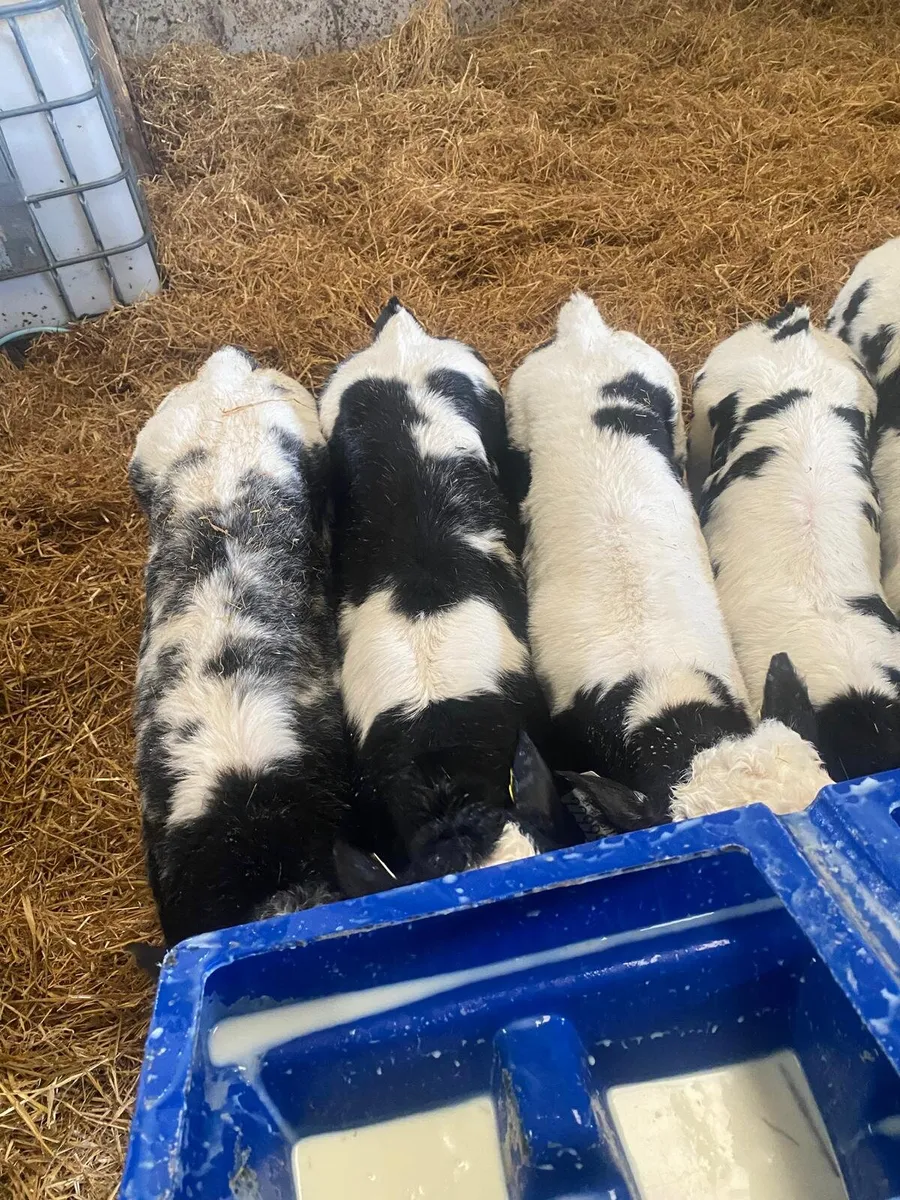 9 Belgian Blue Calves - Image 4