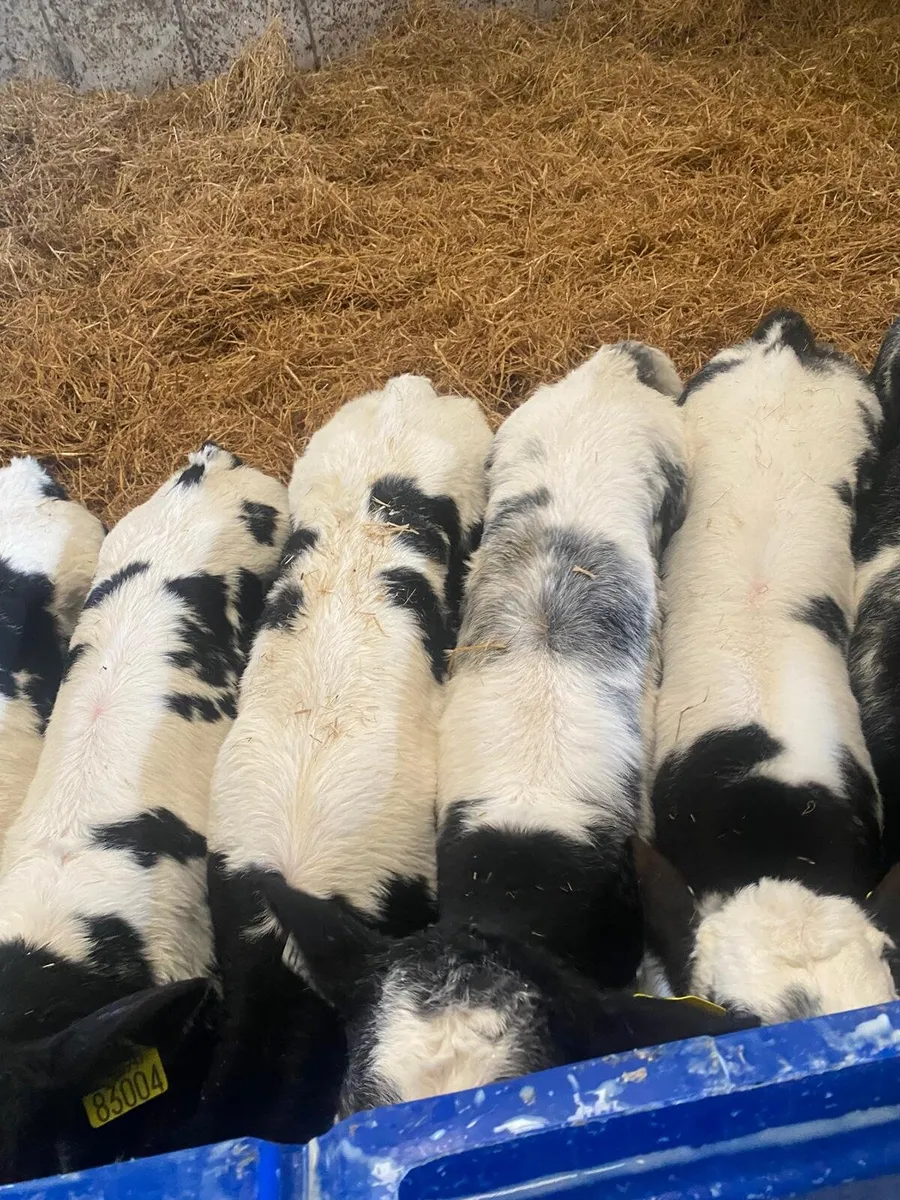 9 Belgian Blue Calves - Image 1