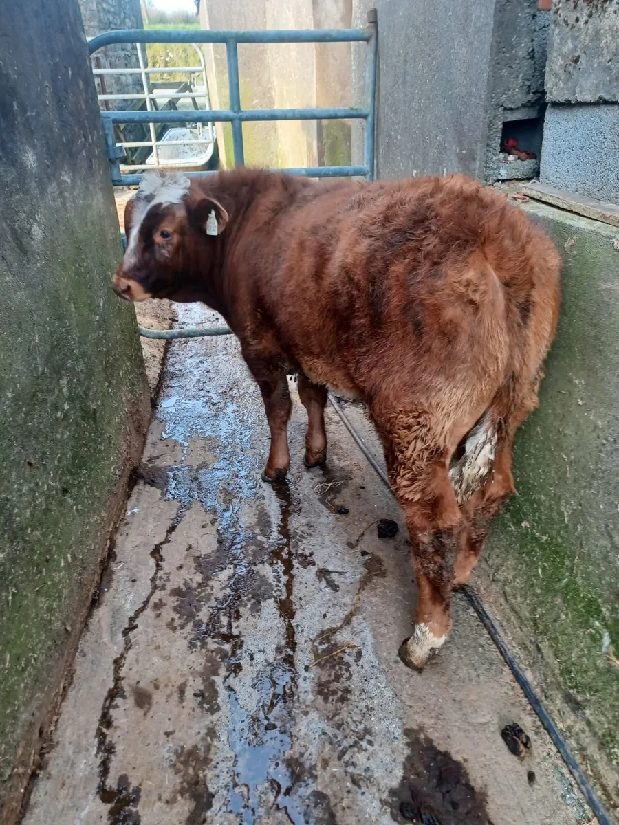 Beef cattle - Image 4