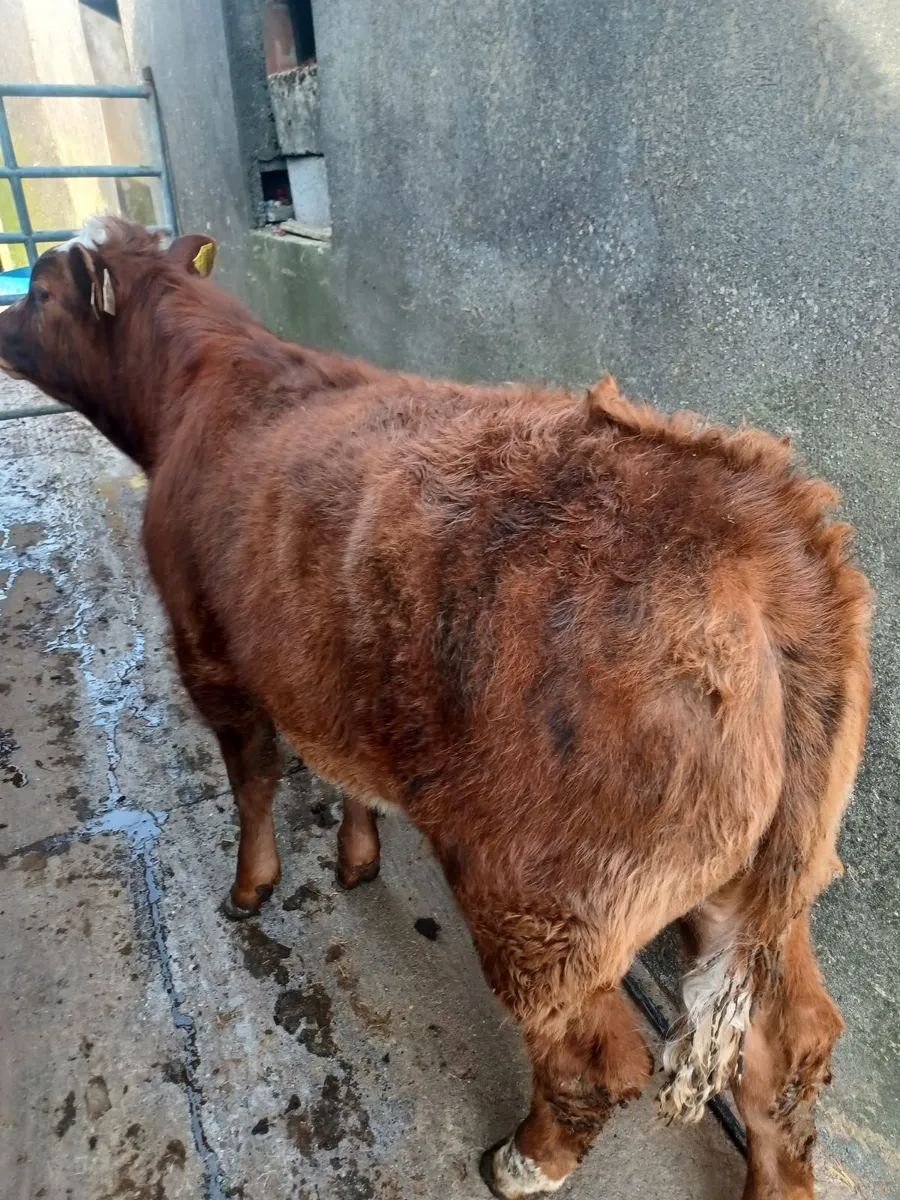 Beef cattle - Image 3