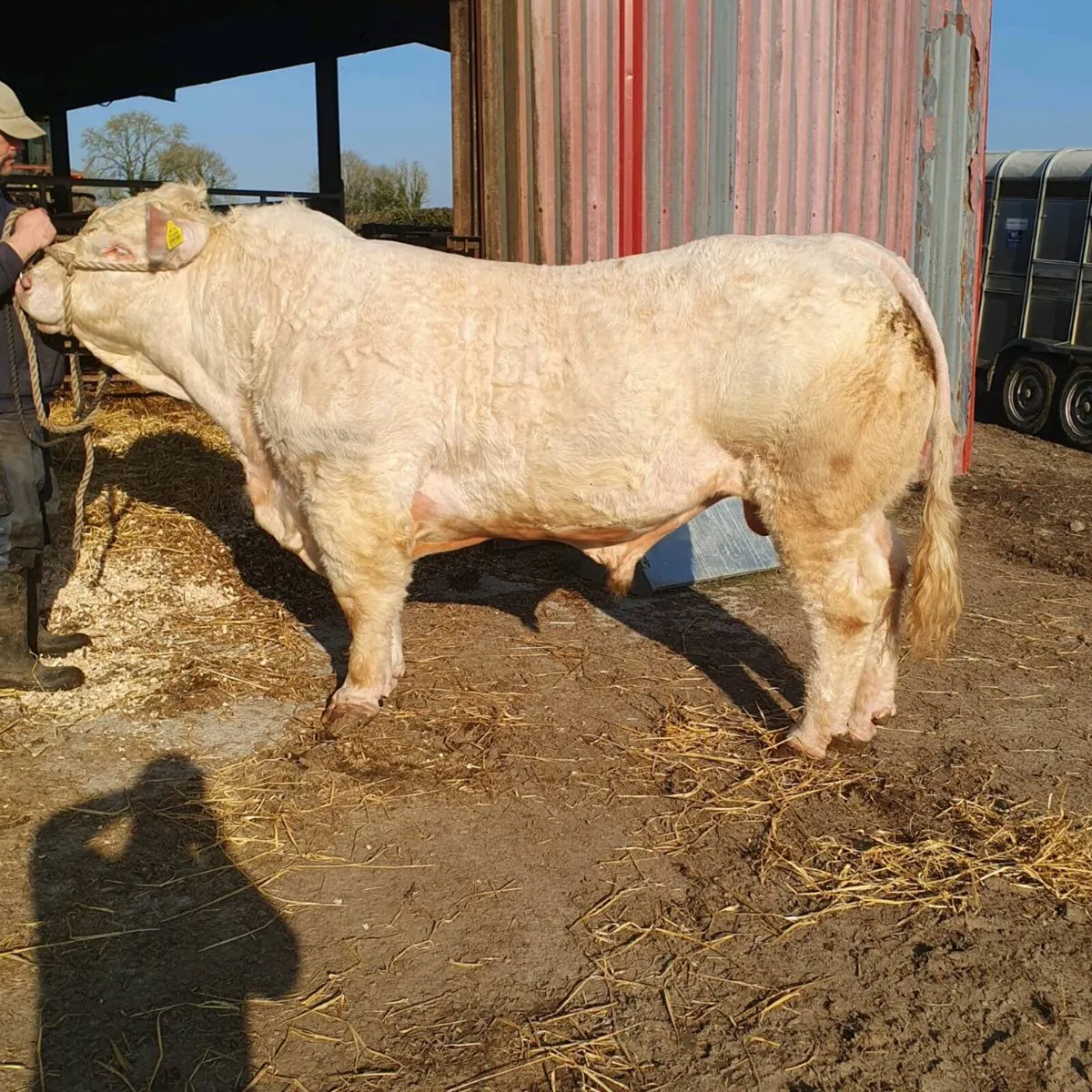 Pedigree Charolais bull - Image 1