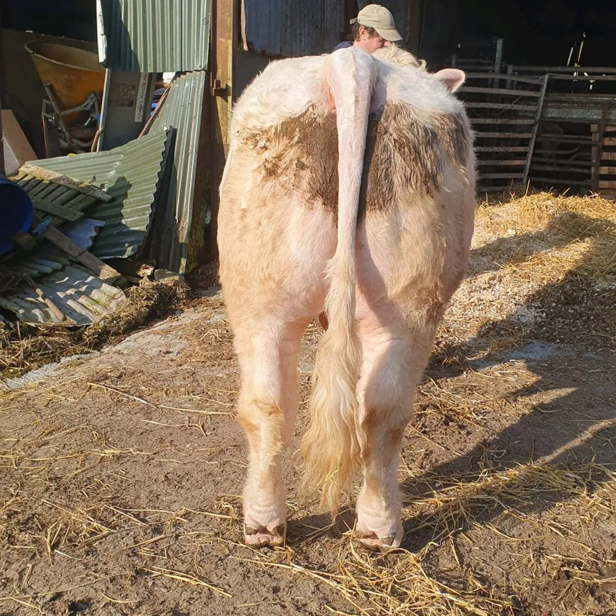 Pedigree Charolais bull - Image 2