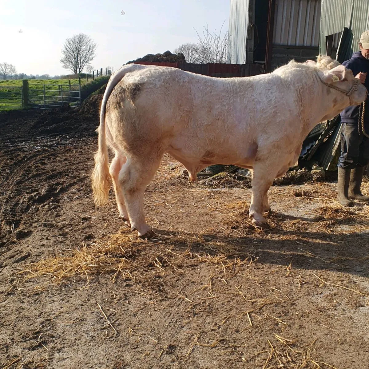 Pedigree Charolais bull - Image 3