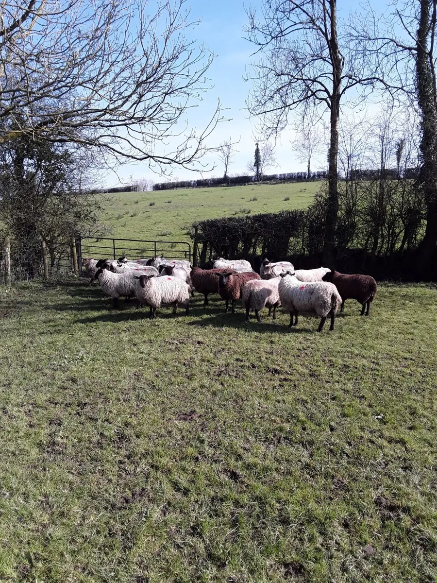 Ewe Lambs - Image 1
