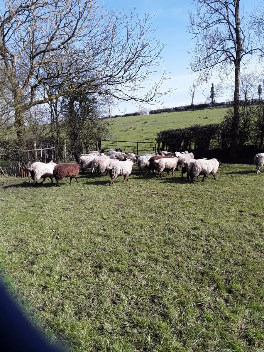 Ewe Lambs - Image 3