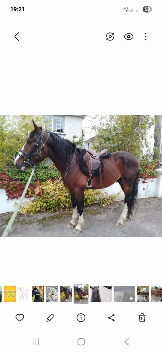 Stallion and Mare - Image 1