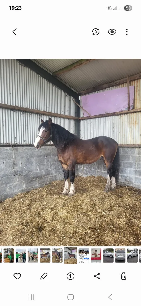 Stallion and Mare - Image 2