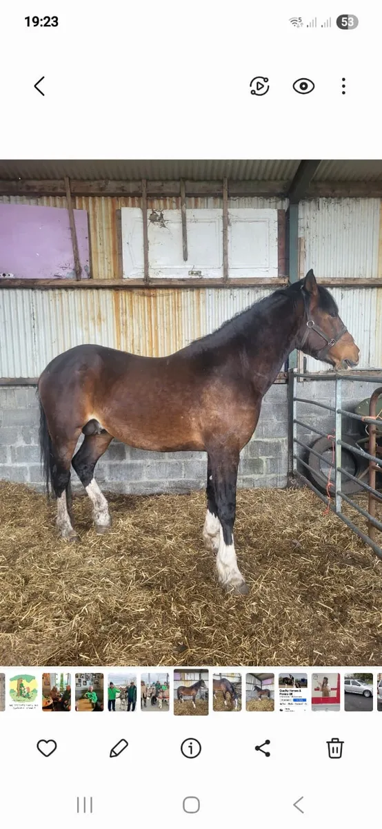 Stallion and Mare - Image 3