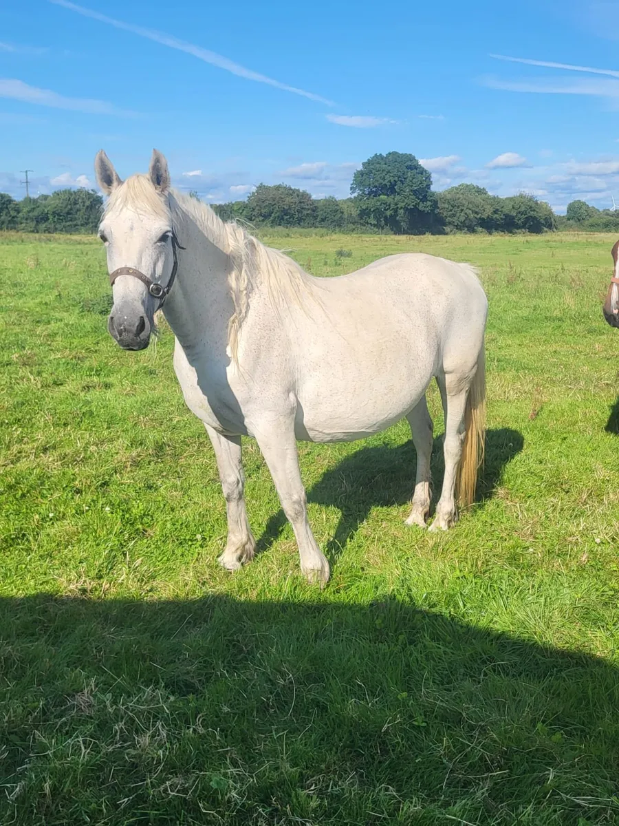 Stallion and Mare - Image 4