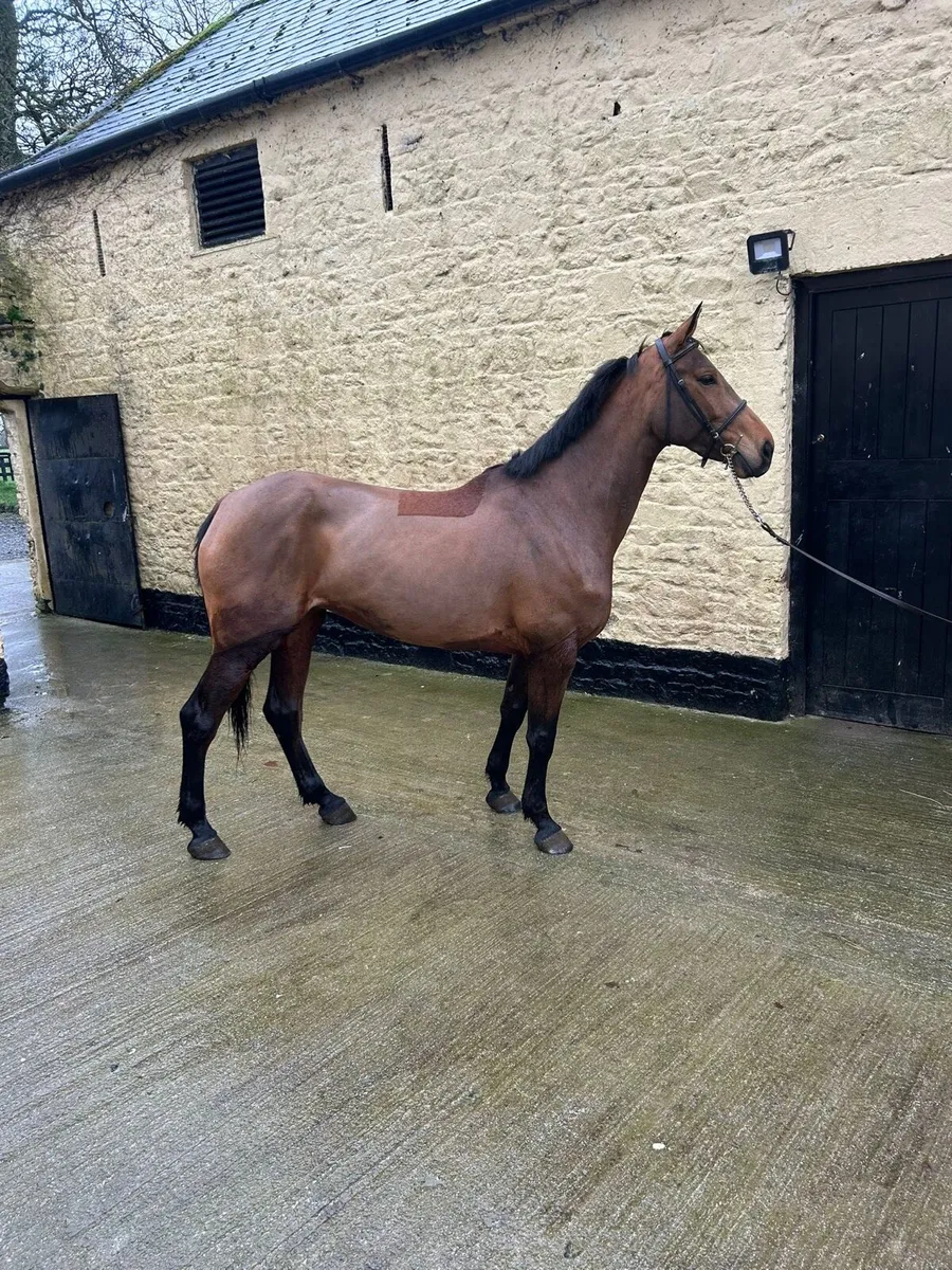 Fab 6 year old mare - Image 1