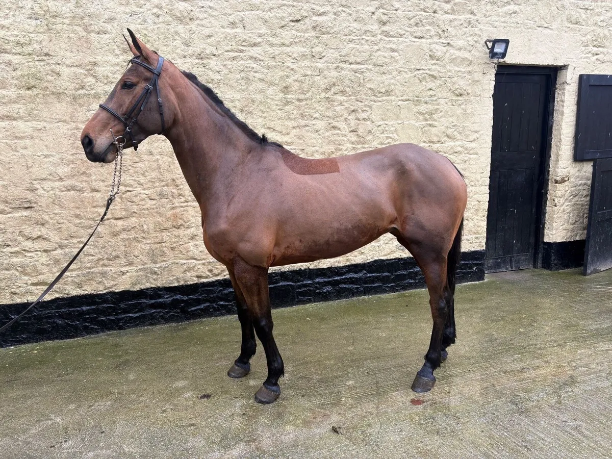 Fab 6 year old mare - Image 3