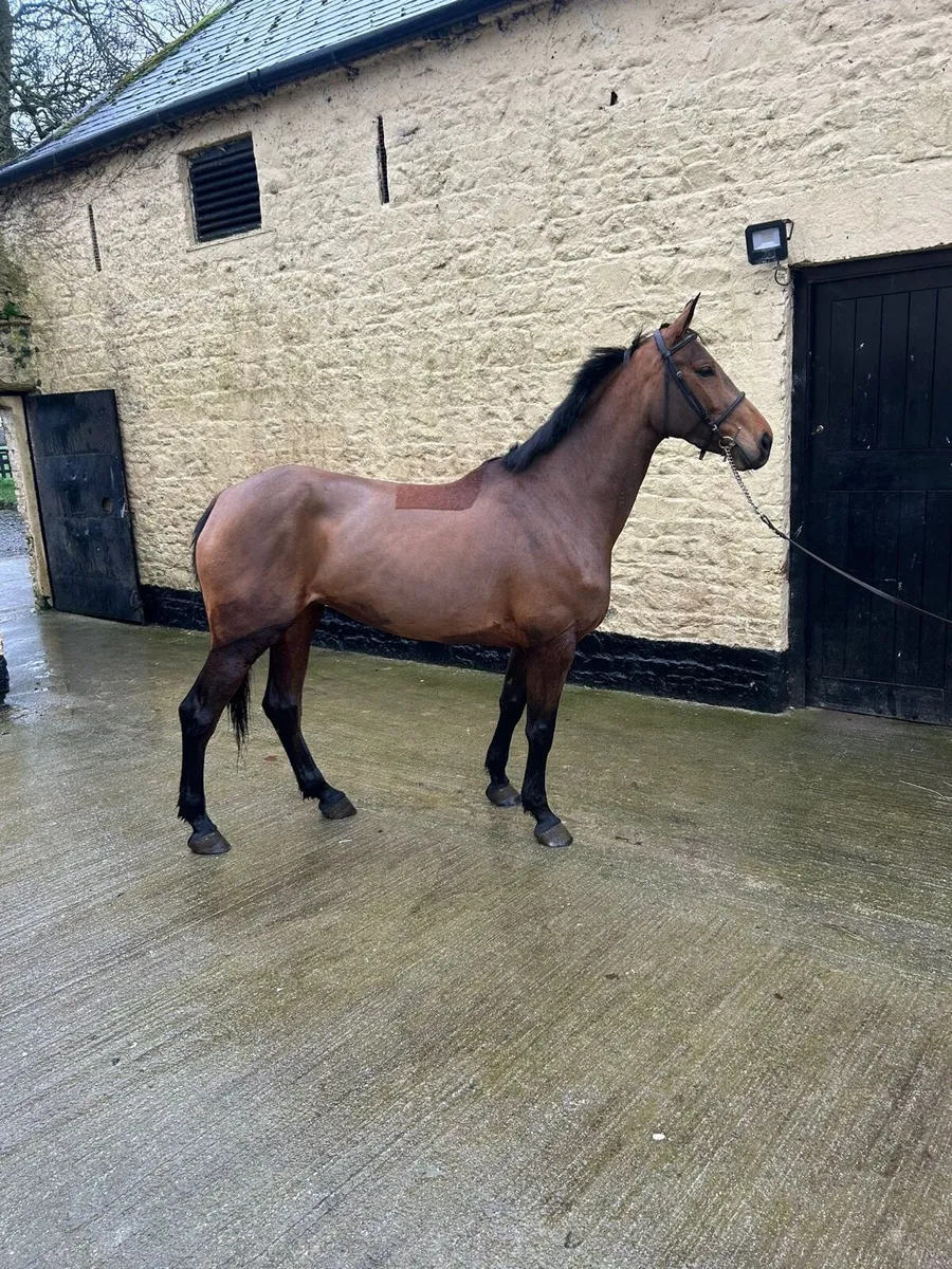 Fab 6 year old mare - Image 4