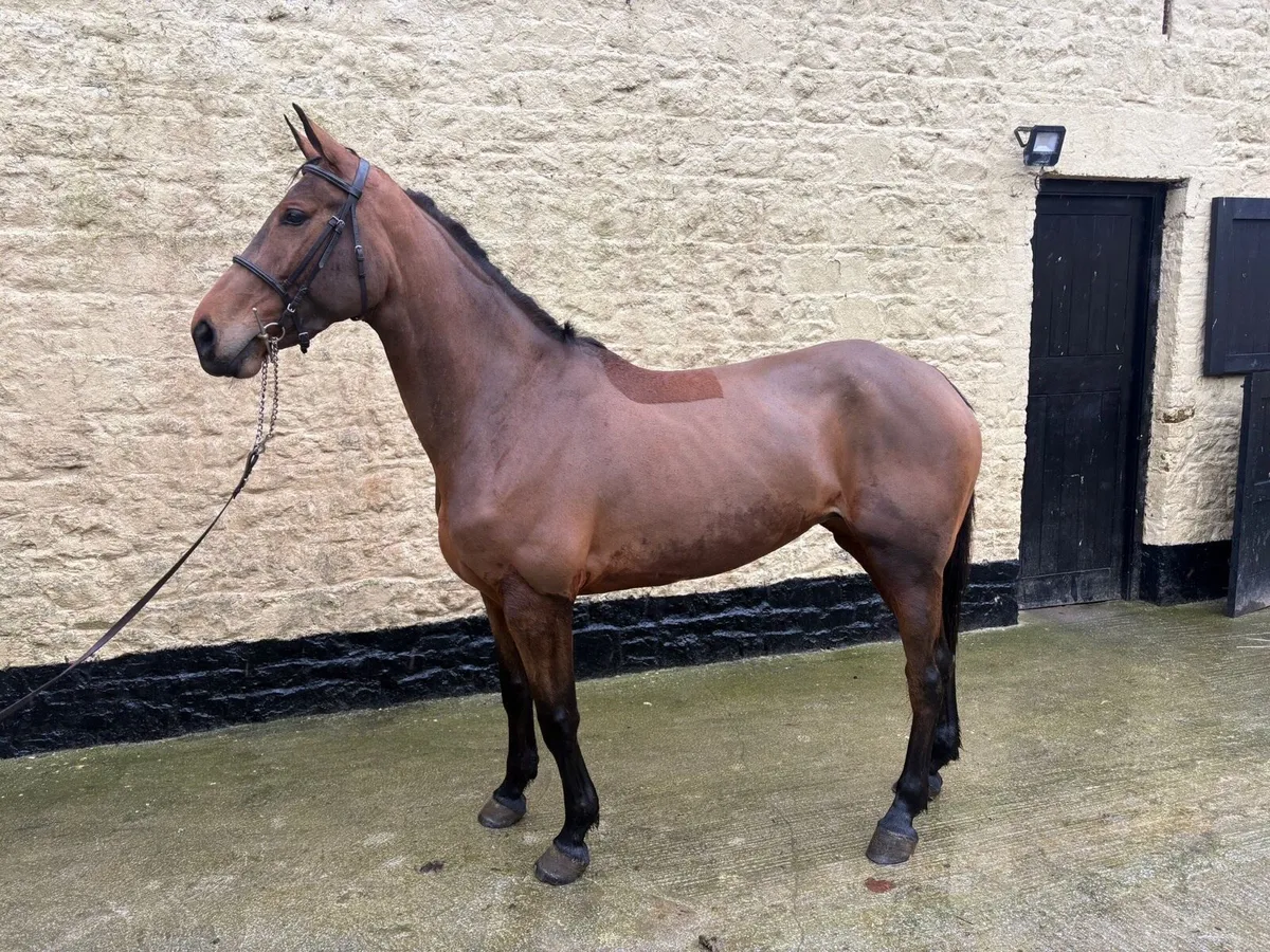 Fab 6 year old mare - Image 2