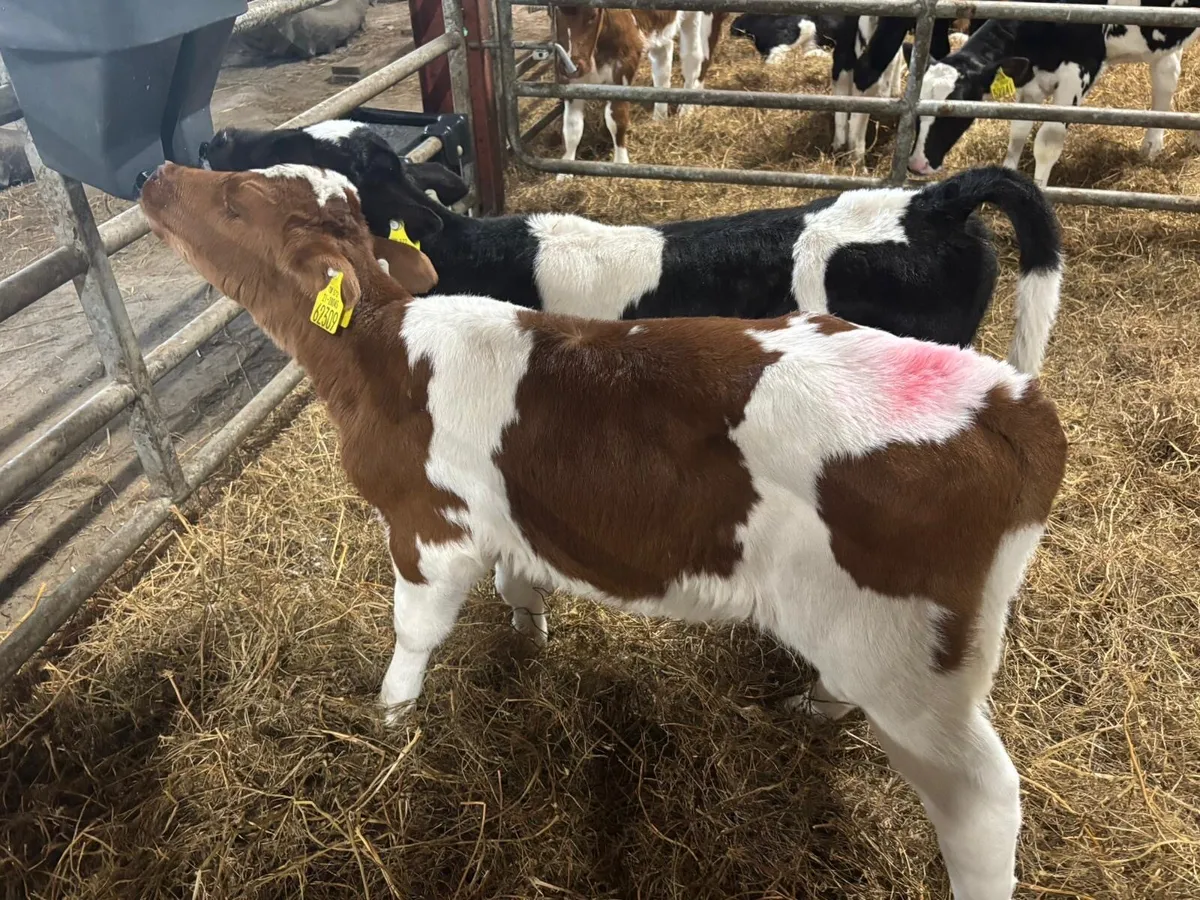 British Friesian Bull Calves for Sale - Image 3