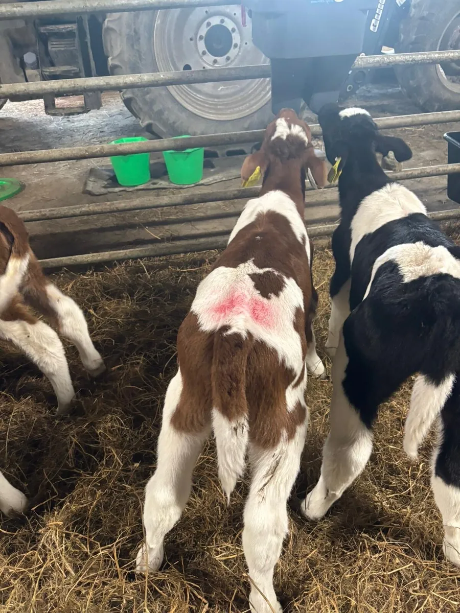 British Friesian Bull Calves for Sale - Image 4