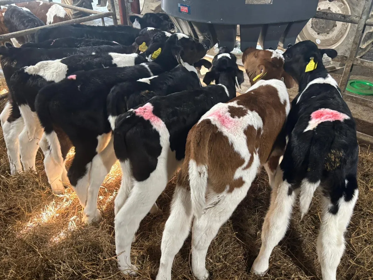 British Friesian Bull Calves for Sale - Image 1