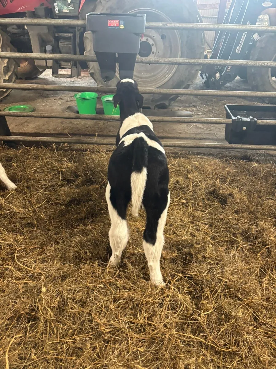 British Friesian Bull Calves for Sale - Image 2