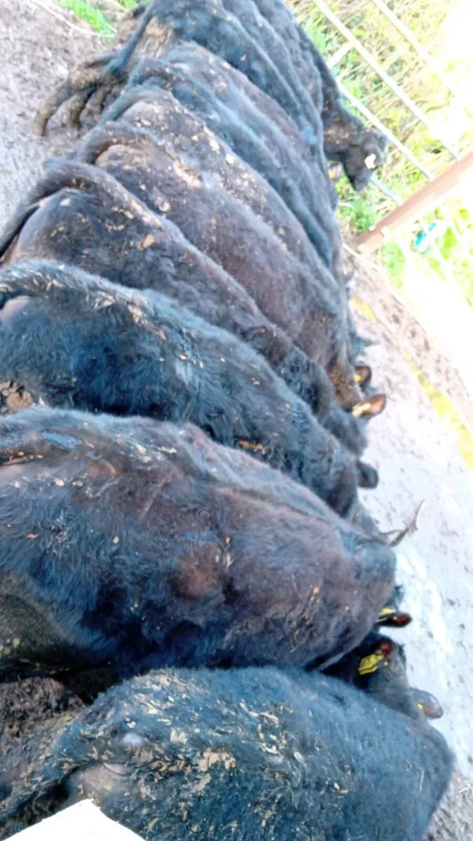 14 ANGUS HEIFERS WEANLINGS - Image 2