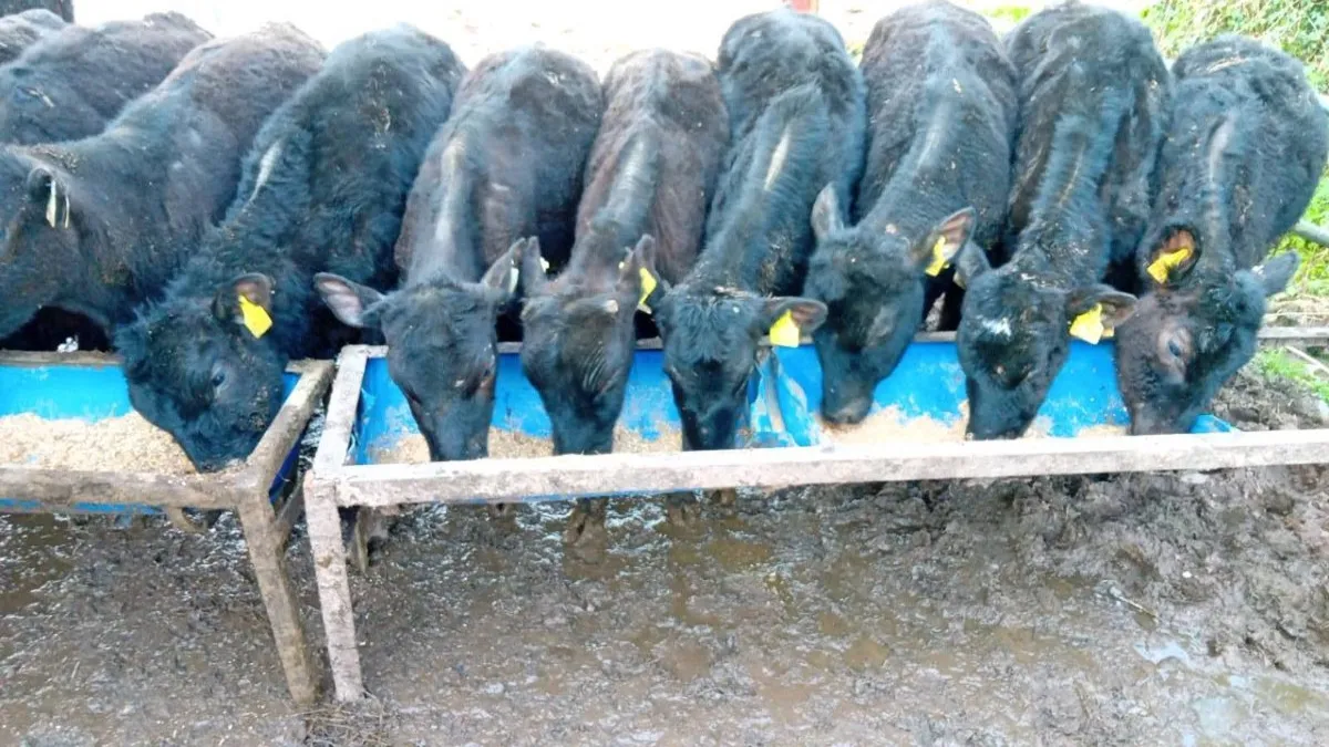 14 ANGUS HEIFERS WEANLINGS - Image 3