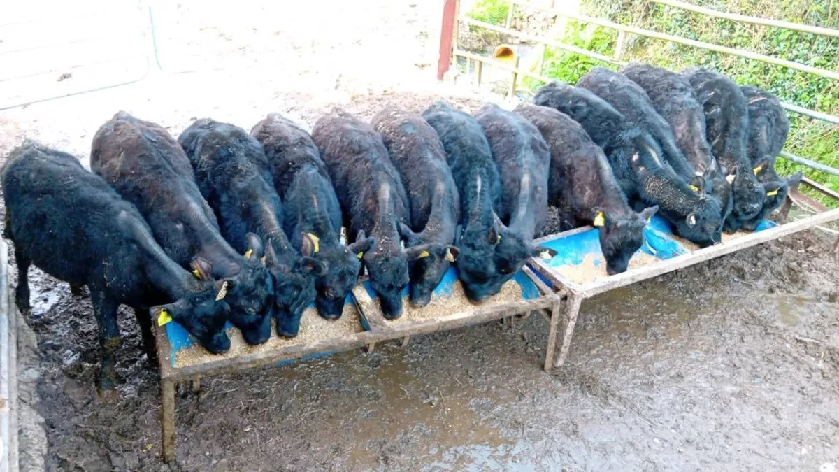 14 ANGUS HEIFERS WEANLINGS - Image 1