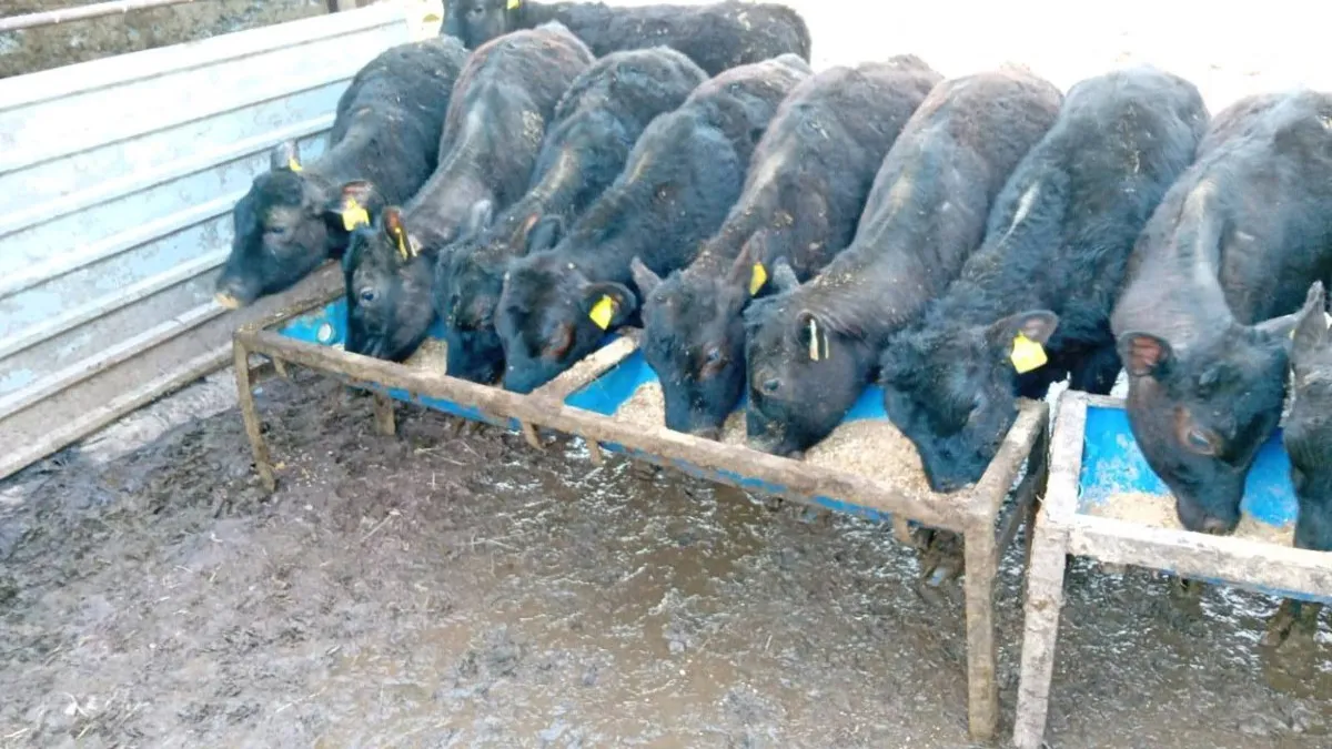 14 ANGUS HEIFERS WEANLINGS - Image 4