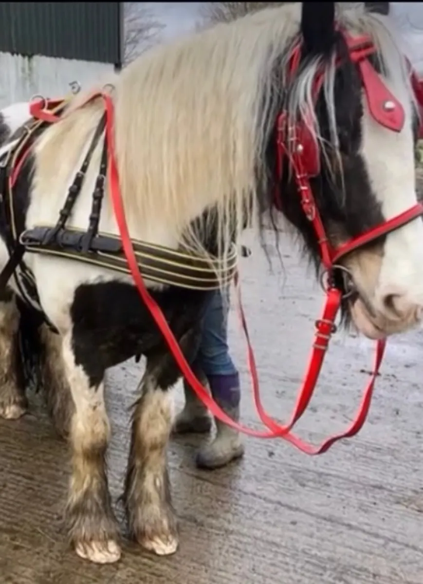 Horse harness - Image 2