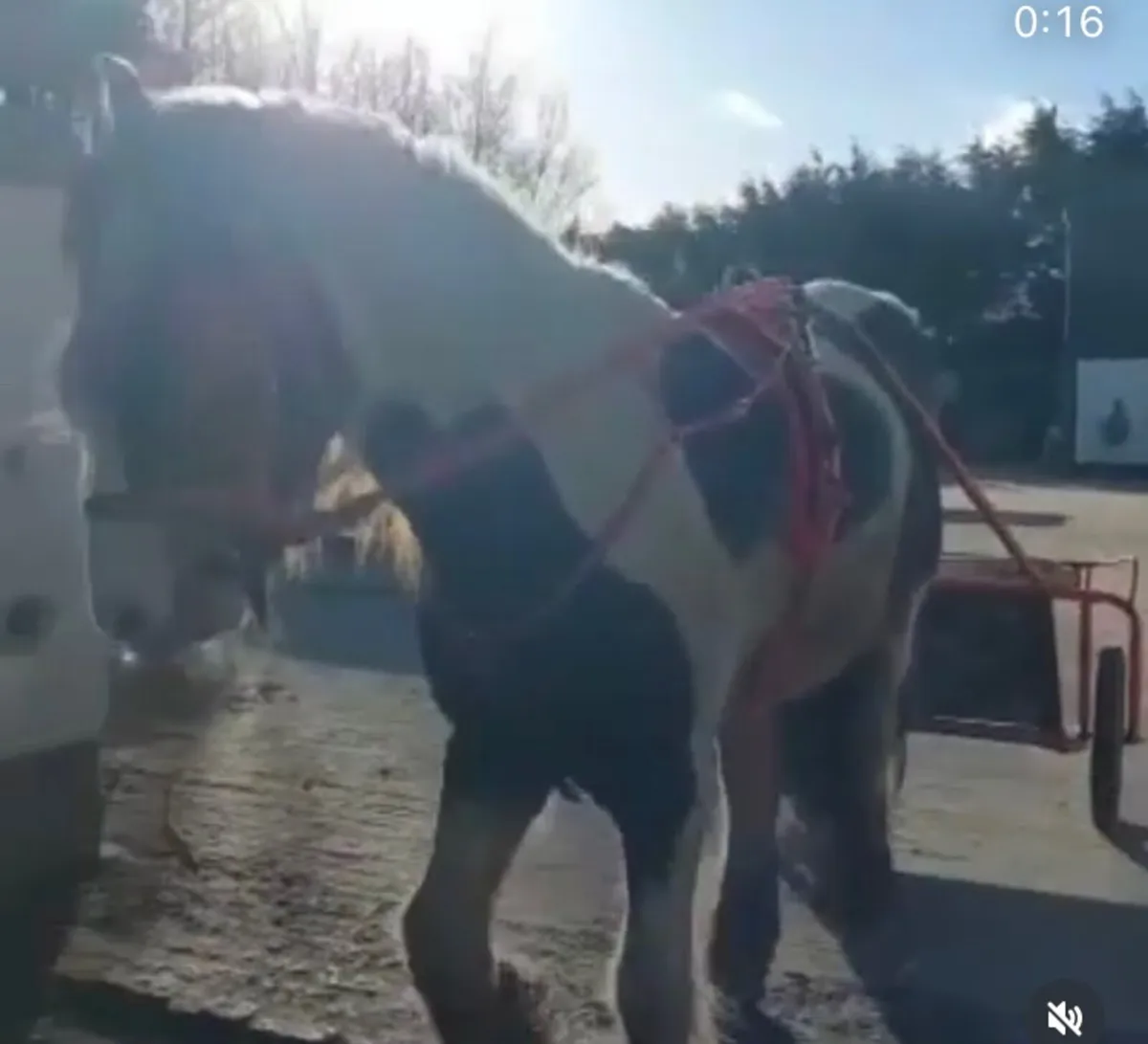 Horse harness - Image 1