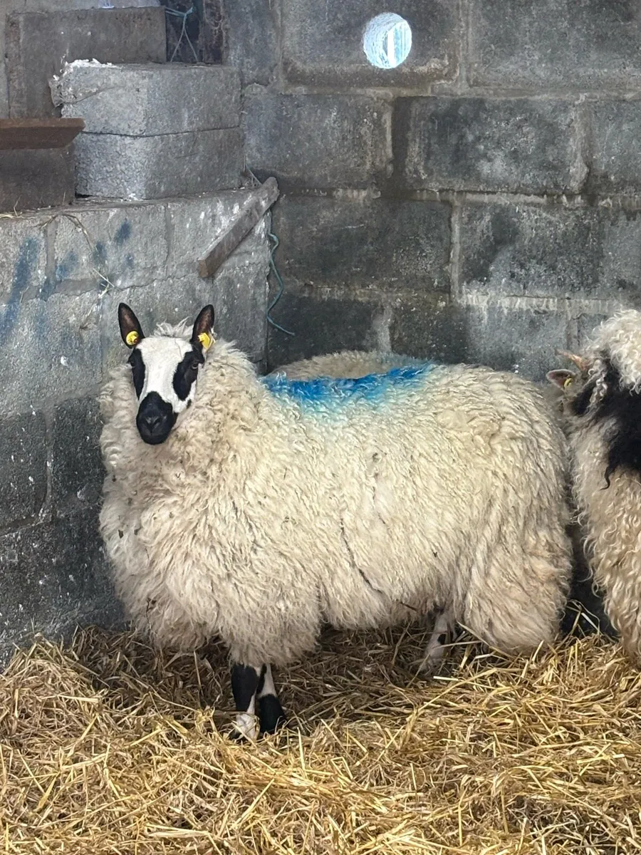 Kerry hill hogget - Image 1