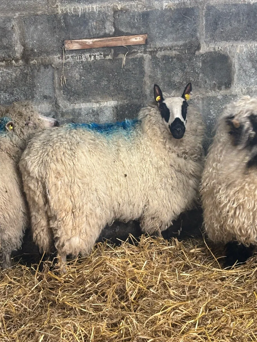 Kerry hill hogget - Image 2