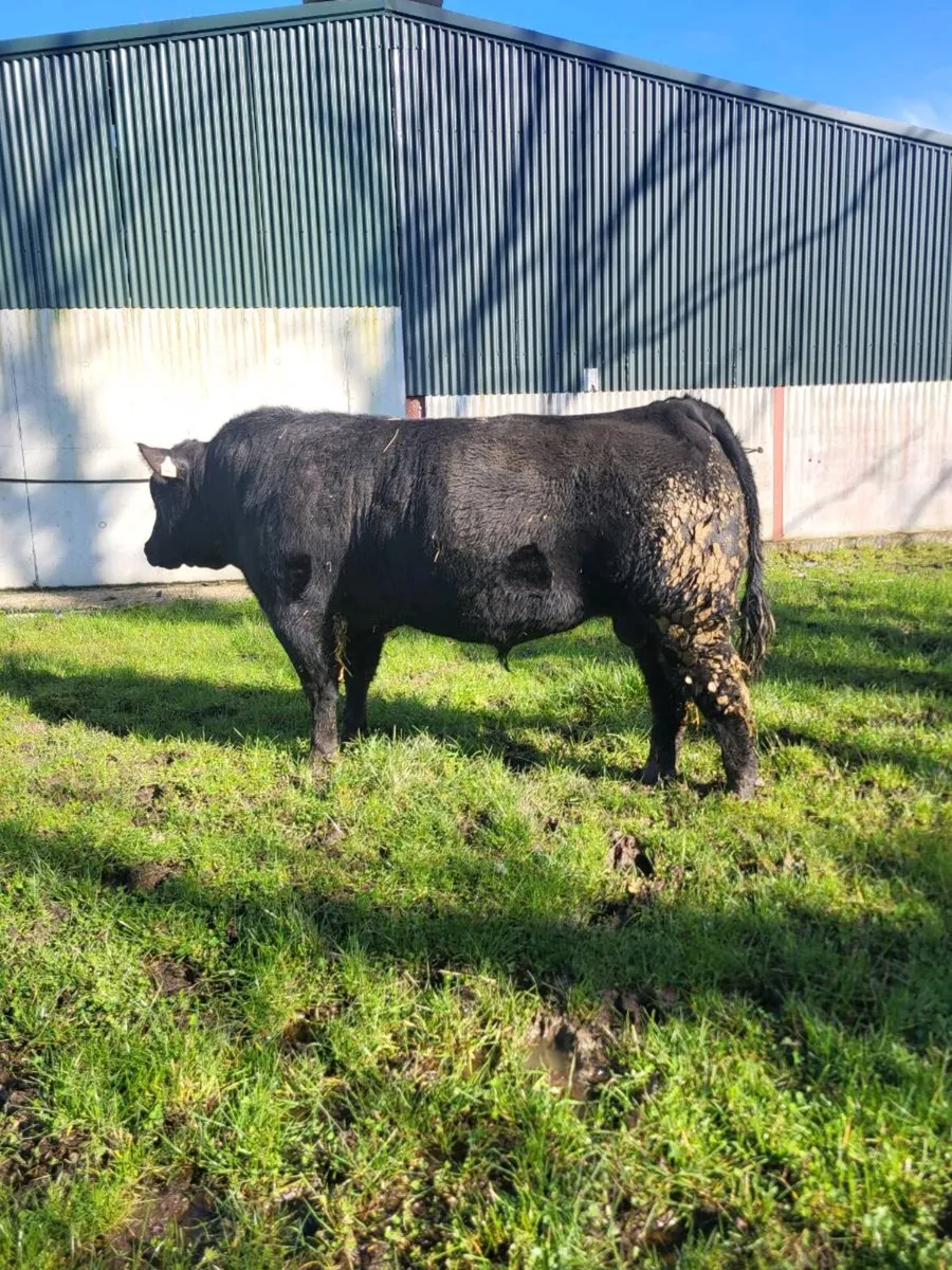 PB Angus Bull - Image 1