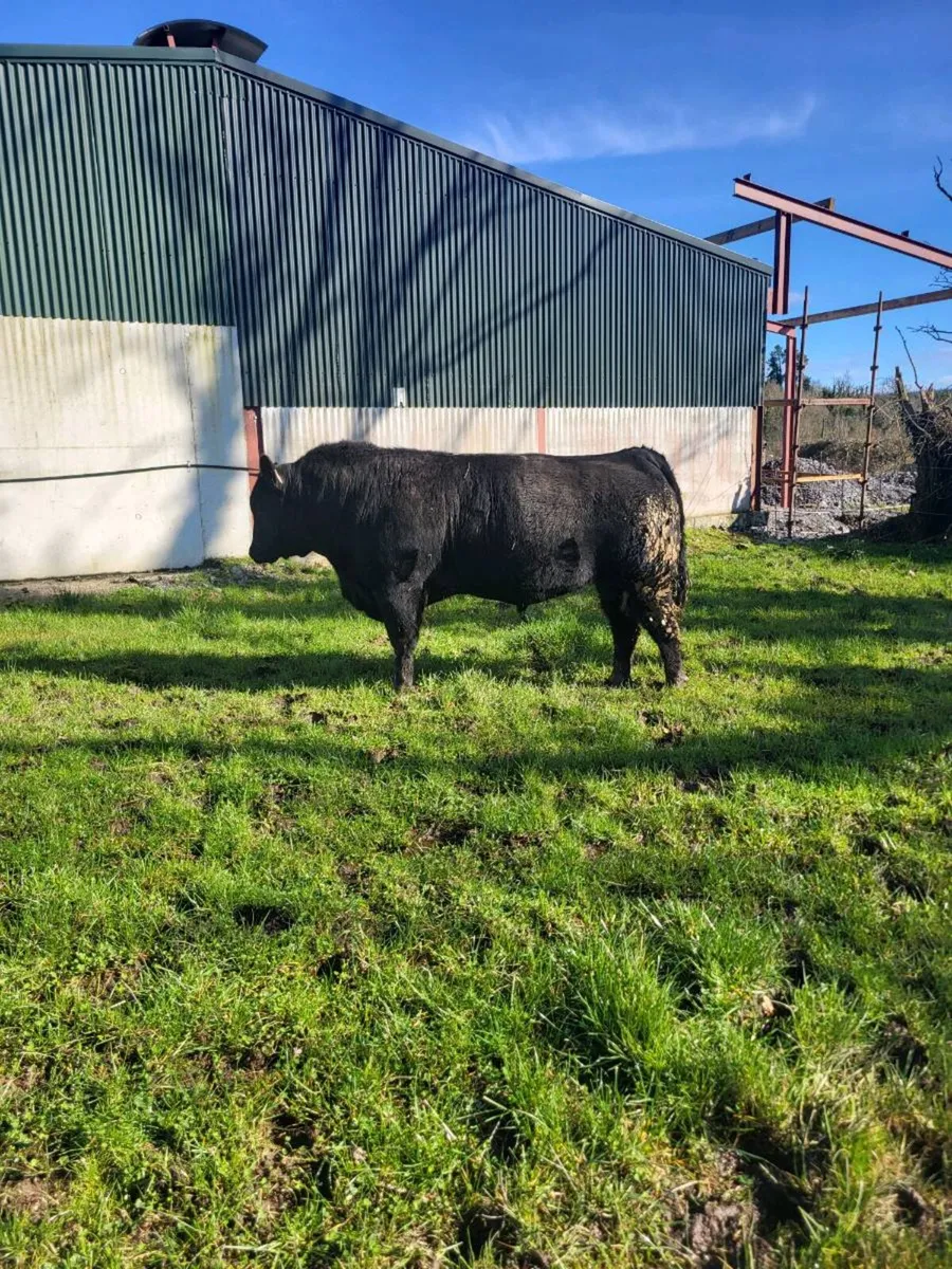 PB Angus Bull - Image 2