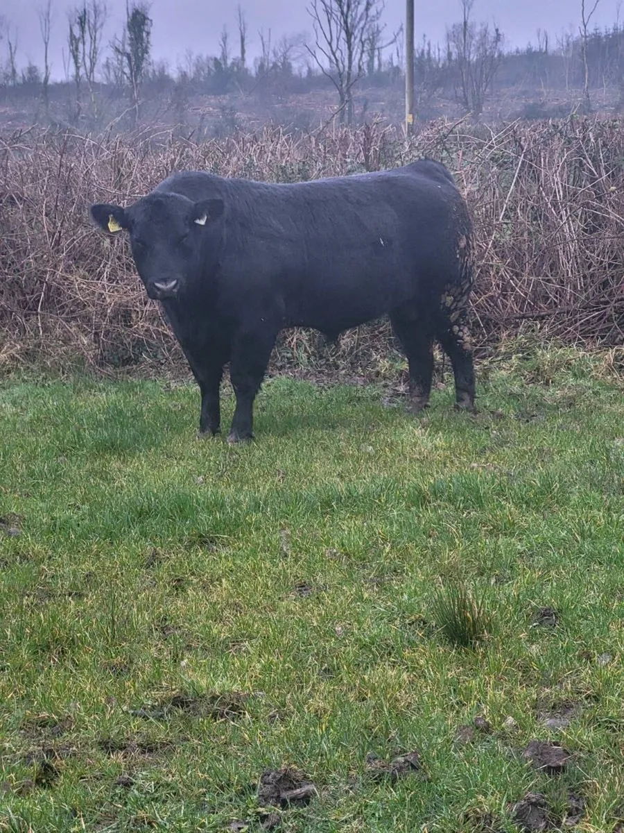 PB Angus Bull - Image 3