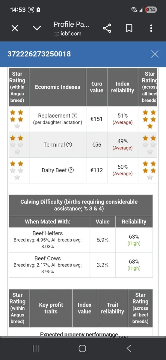 PB Angus Bull - Image 4