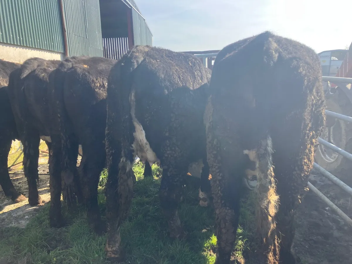 Beef heifers - Image 1