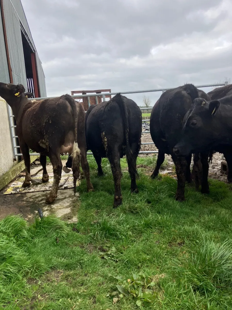 Beef heifers - Image 4