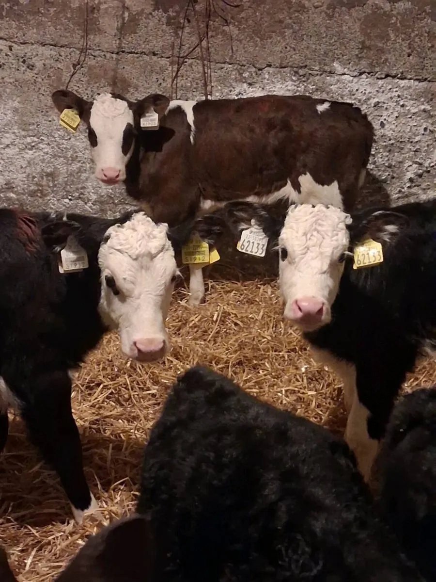 Hereford Heifers Calves - Image 3